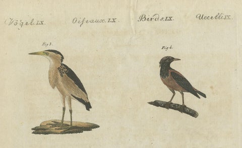 Antique Print of Various Birds Including the Little Bittern, close-up 4