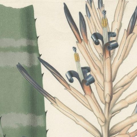 Antique Botany Print of a Billbergia Plant Species by De Vriese '1855', close-up 1