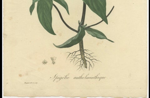 Floral Elegance of the Americas: A Botanical Print of a Spigelia Species, c.1821, close-up 2