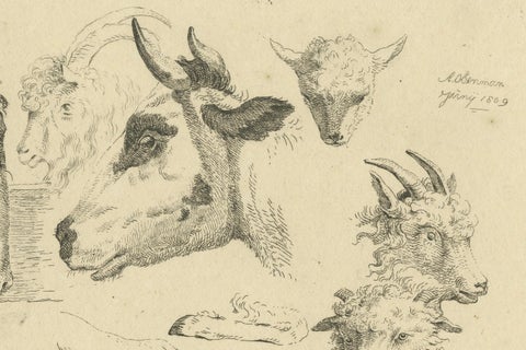 Detailed Etching of Horse, Cow, Goat, and Sheep Heads by Oberman, 1809, close-up 3
