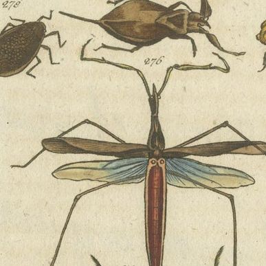 Arachnid & Insect Engravings: Stunning Hand-Colored Natural History Art, 1832, close-up 1