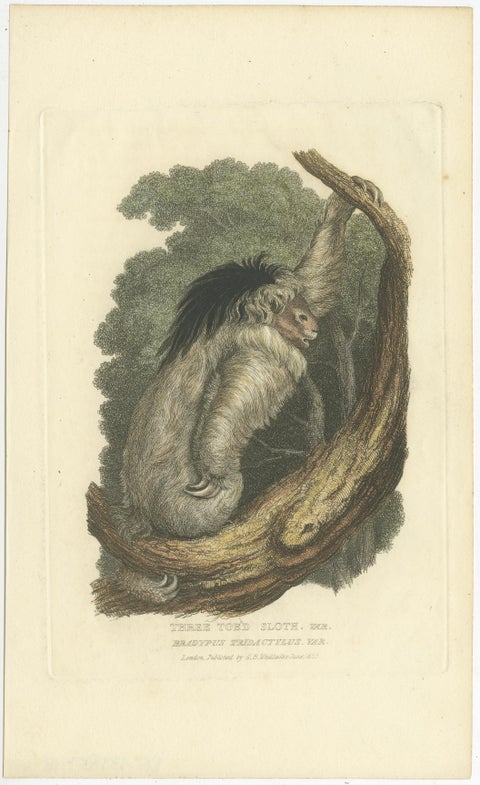 Antique Print with Hand Coloring of a Pale-Throated Sloth, view 2