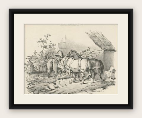 No. 20 Antique Print of Horses by Cooper, shown framed