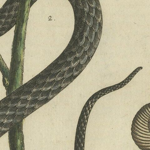 Antique Handcolored Engraving of Snakes and Amphibians, c.1800, close-up 6