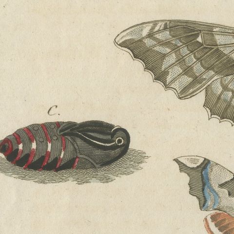 Elephant Hawk Moth and Hawk Moth Caterpillars, Antique Bertuch Print, circa 1805, close-up 5