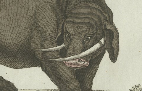 Original Antique Print of Elephant and Mysterious Sukotyro by Bertuch, c. 1800, close-up 6