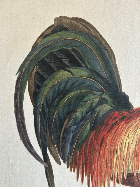 Rooster, Gallus Domesticus Mas, Antique Poultry Print by Sepp & Nozeman c.1829, view 5