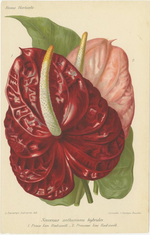 Exquisite Flora: A Chromolithographic Collection from the Revue Horticole, 1855, view 4