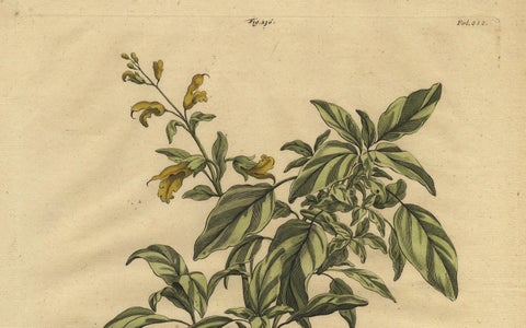 Botanical Illustration of Yellow Variegated Sage from Munting’s 1696 Herbal, close-up 3