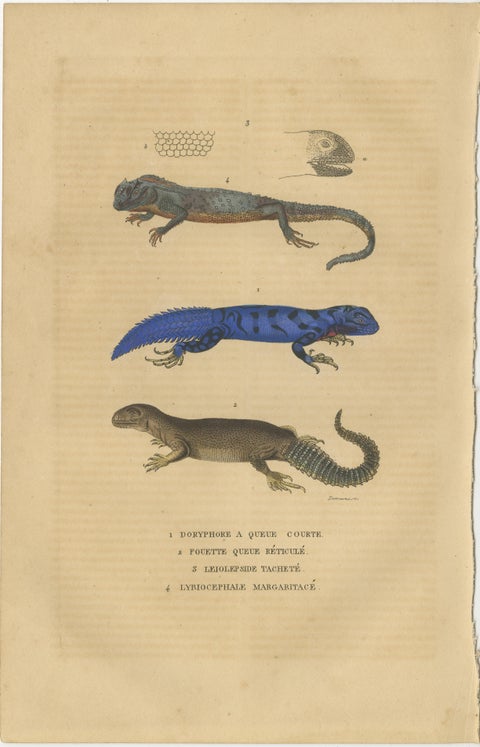 Old Hand-colored Print of Lizard species, Head and Scale, view 3