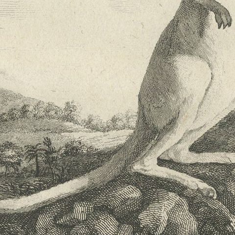 Antique Copper Engraving of a Kangaroo in Australia, 1744, close-up 1