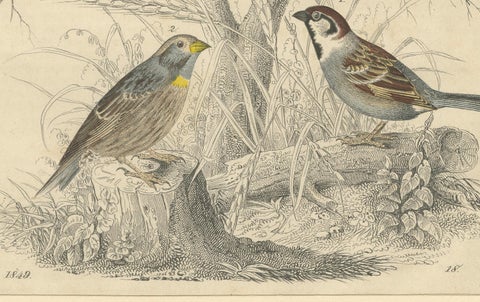 Finches and Sparrows: An 1849 Avian Assembly - A Hand-Coloured Lithograph, close-up 1