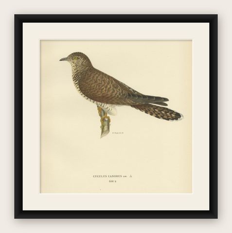 Decorative Antique Print of a Parasite Bird The Female Common Cuckoo, 1927, shown framed