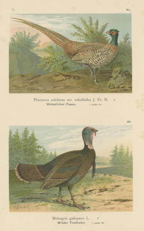 Pheasant and Wild Turkey, Antique Chromolithograph Game Birds c.1895, close-up 6