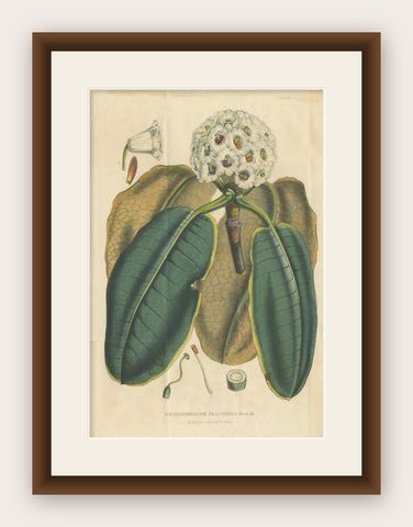 Large Antique Botany Print of The Falconer Rhododendron by Van Houtte, 1849, shown framed