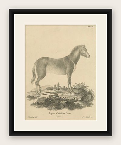 Antique Engraving of a Horse (Equus Caballus Linn.), drawn by Borifow, ca.1800, shown framed