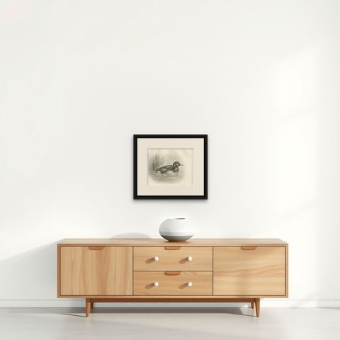 Diving Duck, Antique Bird Print after Lilian Medland, circa 1909, shown framed on a wall