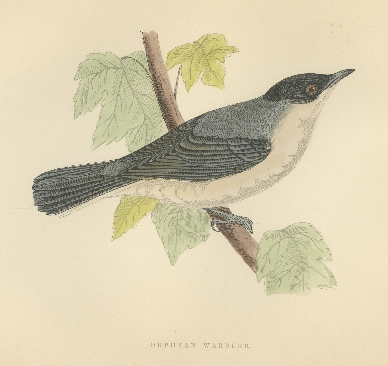 Orphean Warbler with Black Hood, Antique Hand Colored Morris Plate, 1896
