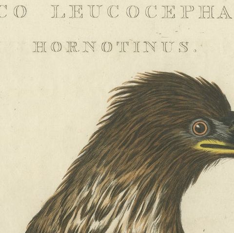 The Young Bald Eagle, Antique Dutch Ornithological Engraving, 1770s, close-up 6
