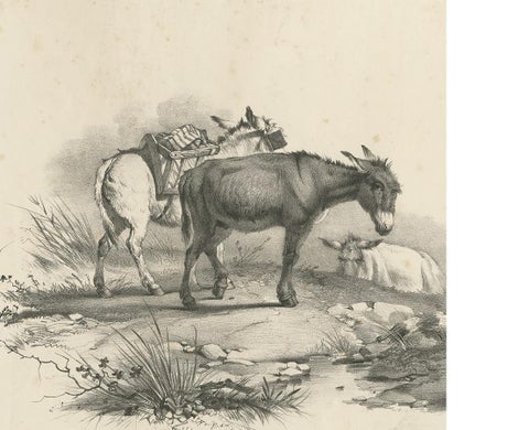 No. 10 Antique Print of Donkeys by Cooper, 1839, view 3