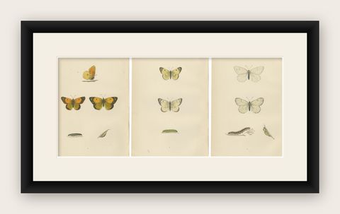 Metamorphosis Montage: The Life Stages of a Butterfly, 1890, shown framed