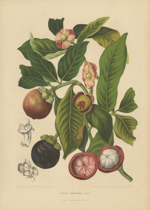 Original Antique Mangosteen Botanical Chromolithograph by Hoola van Nooten, 1880, close-up 1