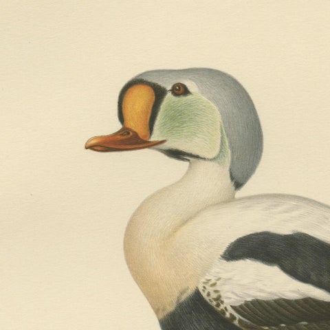 King Eider in Repose: The Somateria Spectabilis from the Nordic Aviary, 1929, close-up 2