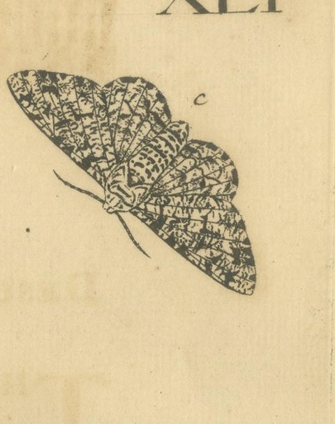 English Moths on Oak & Elm, Hand-Colored Entomology Engraving, Albin 1720, view 4