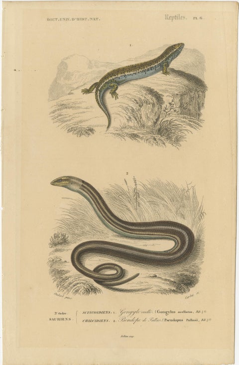 Lizard Print of Ocellated Skink and European Glass Lizard, c.1850, Orbigny, view 3