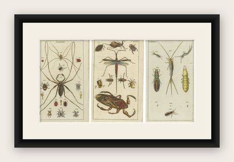 Arachnid & Insect Engravings: Stunning Hand-Colored Natural History Art, 1832, shown framed