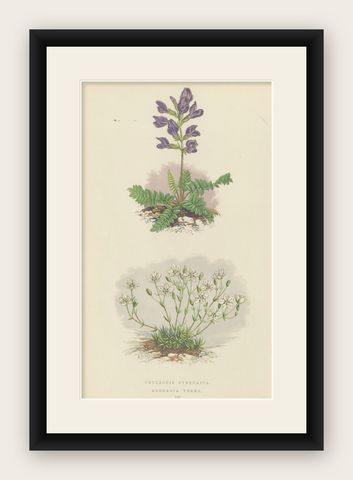 Pyrenean Oxytrope and Spring Sandwort, Hand-Coloured Botanical Print, 1874, shown framed