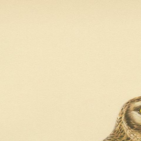 Antique Bird Print of the Pallid Harrier by Von Wright '1929', close-up 1