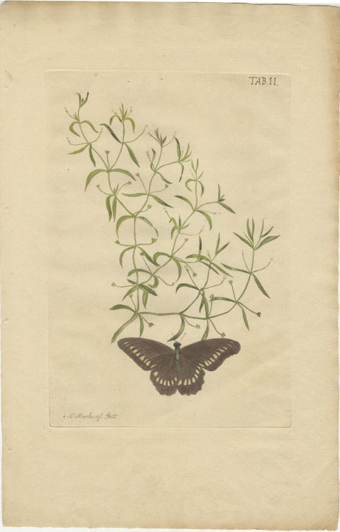 Rare Botanical Beauties with Butterflies, 1775 Plates from Meerburgh’s Garden, view 3