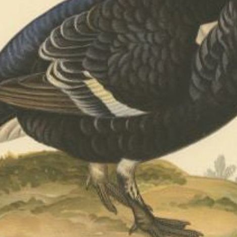Antique Bird Print of the Male Black Grouse, 1929, close-up 2
