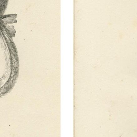 Golden-crested, Lion Tamarin & Lemur Species, Lithographs by C.C. Last, 1836, close-up 2