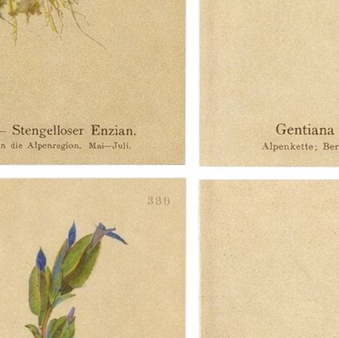 Alpine Gentian Botanical Prints Set, Antique Chromolithographs c.1897, close-up 2