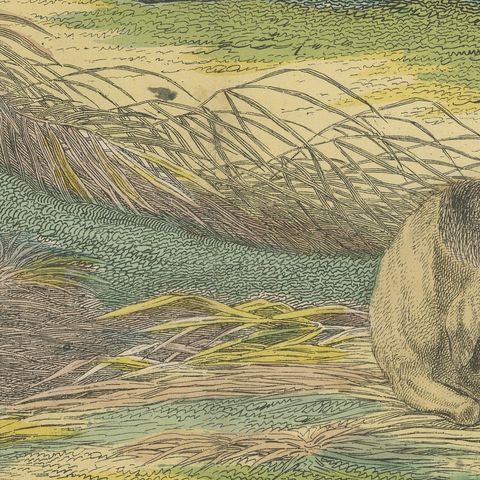 Antique Hippopotamus Print with Wild Boar and Babirusa, Kolb, circa 1890, close-up 1
