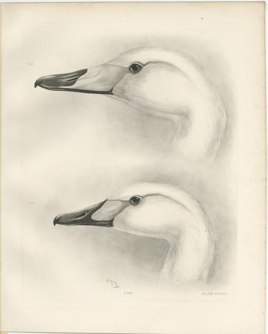 Heads of the Wild Swans, Antique Bird Print after Lilian Medland, circa 1909, view 2