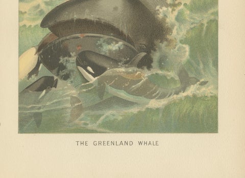 Greenland Whale, Antique Marine Chromolithograph, Royal Natural History, 1894, close-up 3