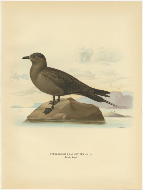 Antique Bird Print of the Parasitic Jaeger by Von Wright, 1929, view 2