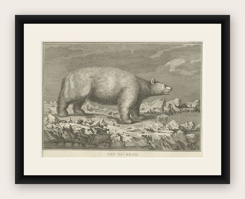 Original Antique Engraving of a Polar Bear by Cook, 1803, shown framed