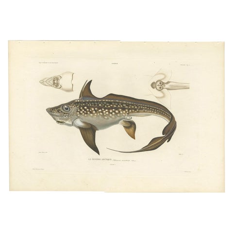 Antique Print of Arctic Chimaera Fish, Rare French Scientific Illustration 1845