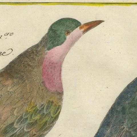 Hand-Colored Engraving of European & Exotic Birds from Histoire Naturelle, 1790, close-up 4