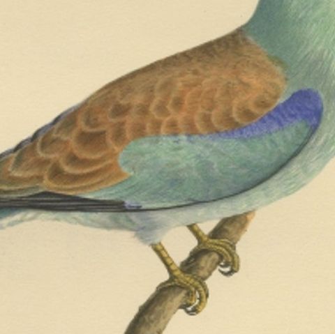 Antique Bird Print of the European Roller by Von Wright, 1927, close-up 2