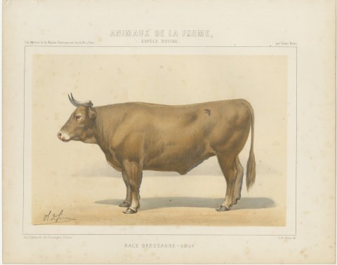 Bresse Ox, French Cattle Breed, Antique Chromolithograph by Borie, 1863, view 2