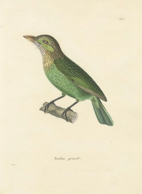 19th Century Ornithological Illustration of the Streaked Barbet (Barbu grivelé), close-up 4