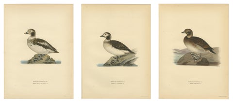 Antique Long-Tailed Duck Bird Lithographs Set of 3, Harelda Hyemalis, 1929, view 2