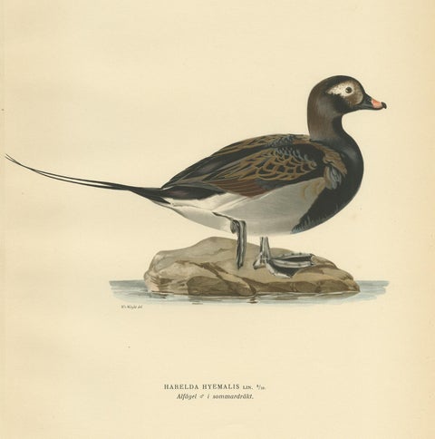 Antique Bird Print of a Male Long-Tailed Duck 'in summer' by Von Wright '1929', view 4