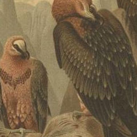 Antique Bird Print of the Bearded Vulture by Prang, 1898, close-up 2