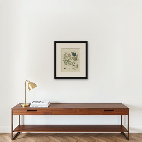 Manna Ash and Sarsaparilla Medicinal Plants, Antique Bertuch Print, circa 1805, shown framed on a wall